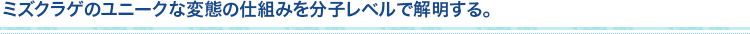 ミズクラゲのユニークな変態の仕組みを分子レベルで解明する。