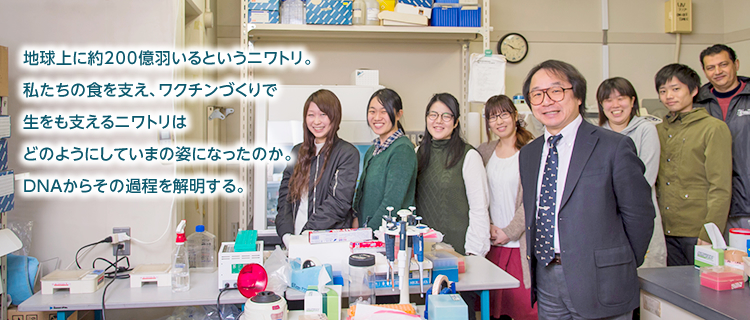 地球上に約200億羽いるというニワトリ。私たちの食を支え、ワクチンづくりで生をも支えるニワトリはどのようにしていまの姿になったのか。DNAからその過程を解明する。