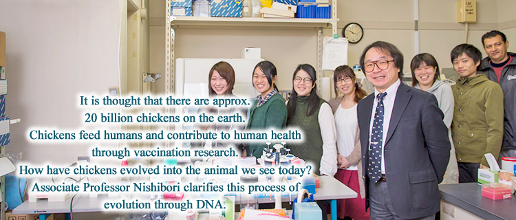 It is thought that there are approx. 20 billion chickens on the earth.
Chickens feed humans and contribute to human health through vaccination research. How have chickens evolved into the animal we see today?
Professor Nishibori clarifies this process of evolution through DNA.