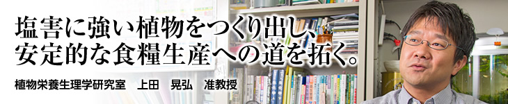 植物栄養生理学研究室 上田 晃弘 准教授