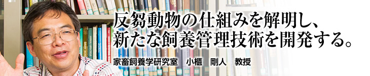家畜飼養学研究室 小櫃 剛人 教授