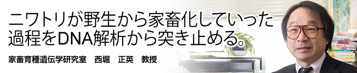 家畜育種遺伝学研究室 西堀 正英 教授