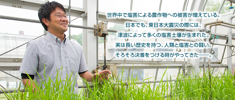 世界中で塩害による農作物への被害が増えている。日本でも、東日本大震災の際には、津波によって多くの塩害土壌が生まれた。実は長い歴史を持つ、人類と塩害との闘い。そろそろ決着をつける時がやってきた――。