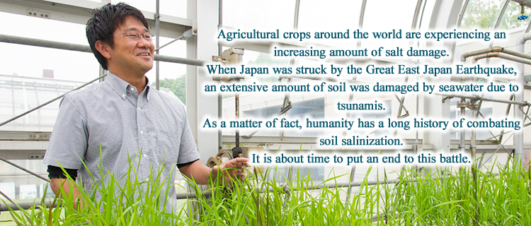 Agricultural crops around the world are experiencing an increasing amount of salt damage.When Japan was struck by the Great East Japan Earthquake, an extensive amount of soil was damaged by seawater due to tsunamis. As a matter of fact, humanity has a long history of combating soil salinization.It is about time to put an end to this battle.