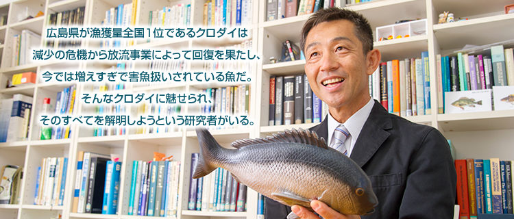 広島県が漁獲量全国1位であるクロダイは減少の危機から放流事業によって回復を果たし、今では増えすぎで害魚扱いされている魚だ。そんなクロダイに魅せられ、そのすべてを解明しようという研究者がいる。