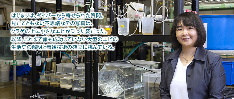 はじまりは、ダイバーから寄せられた質問。見たこともない不思議なその写真は、クラゲの上に小さなエビが乗った姿だった。以降、これまで誰も成功していない大型のエビの生活史の解明と養殖技術の確立に挑んでいる。