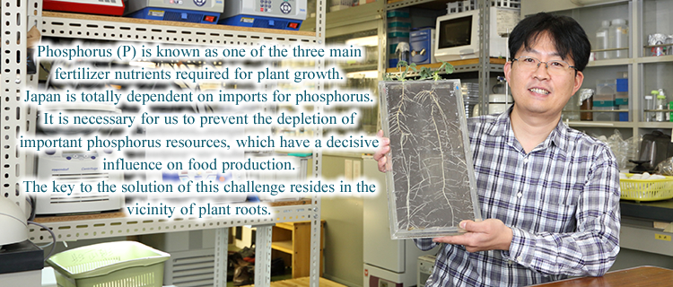 Phosphorus (P) is known as one of the three main fertilizer nutrients required for plant growth. Japan is totally dependent on imports for phosphorus. It is necessary for us to prevent the depletion of important phosphorus resources, which have a decisive influence on food production. The key to the solution of this challenge resides in the vicinity of plant roots.