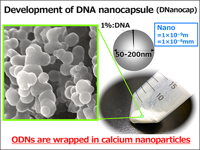 Development of DNA nanocapsule (DNanocap)