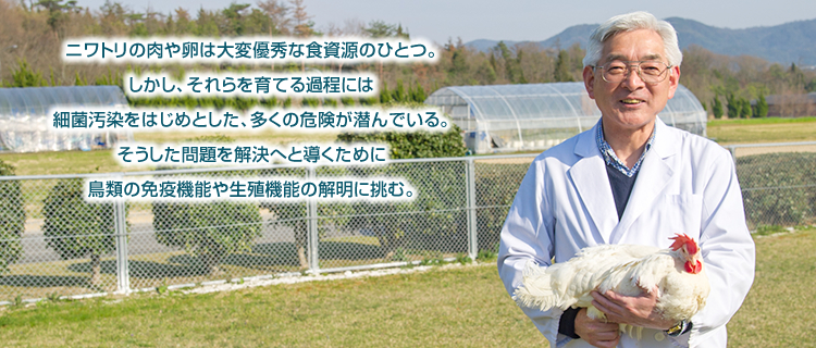 ニワトリの肉や卵は大変優秀な食資源のひとつ。しかし、それらを育てる過程には細菌汚染をはじめとした、多くの危険が潜んでいる。そうした問題を解決へと導くために鳥類の免疫機能や生殖機能の解明に挑む。