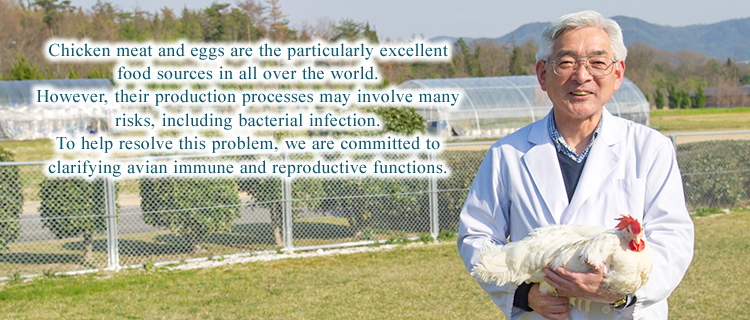 Chicken meat and eggs are the particularly excellent food sources in all over the world.However, their production processes may involve many risks, including bacterial infection.To help resolve this problem, we are committed to clarifying avian immune and reproductive functions.