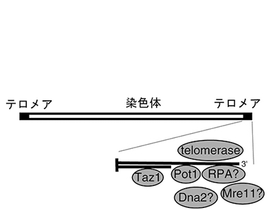 説明図