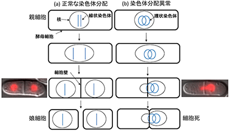説明図