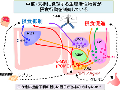 図:中枢・抹消に発現する生理活性物質が摂食行動を制御している