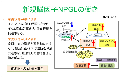 図:新規脳因子NPGLの働き