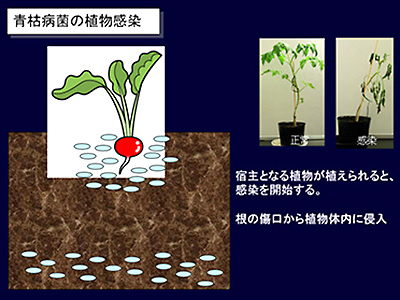 図2/青枯病菌の植物感染 概念図