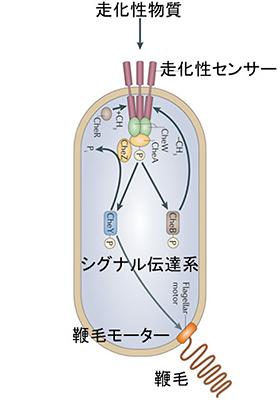 図4/走化性センサー概念図