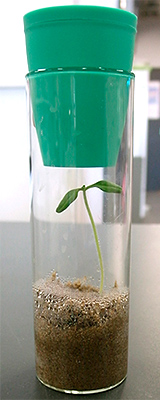 図5/植物感染試験