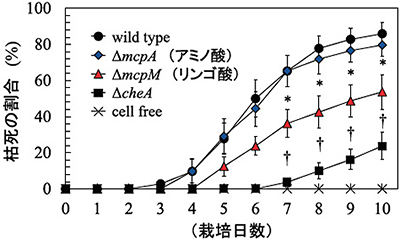 図6/R.solanacearum MAFF106611とその走化性変異株によるトマト苗感染
