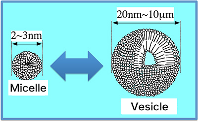 Fig. 1: Vesicle-micelle
transition