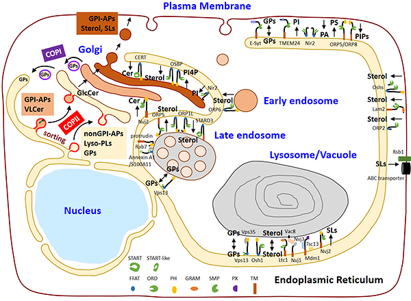 図4/真核生物細胞の細胞質網状構造(ER)と分泌/エンドサイトーシスの細胞小器官の間の脂質輸送の概要