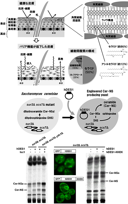 図5/皮膚におけるセラミドの役割と酵母によるセラミドNSの生産
