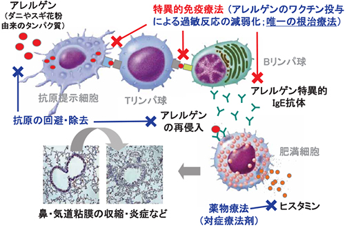 アレルギー発症機序と対策