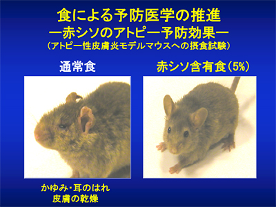 アトピー性皮膚炎を自然発症するモデルマウスを使った実験