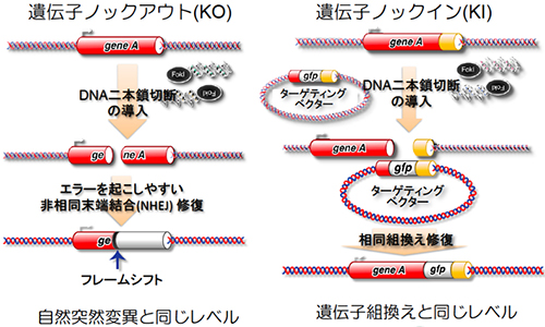 図2/人工DNA切断酵素を基盤とするゲノム編集技術