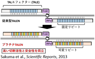 図3/広島大学開発のTALEN技術「プラチナTALEN」:広島大学が開発したプラチナTALENは、非常に高い切断活性を有し、多くの生物の遺伝子ノックアウトに利用されている