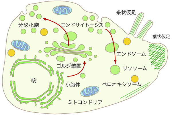 図1/細胞内膜系概念図:細胞内膜系は小胞輸送により繋がっている