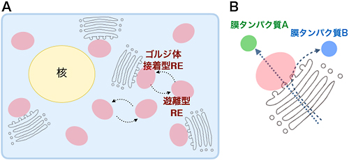 図3/ゴルジ体とREの関係(ゴルジ層板とREは各々グレーとピンクで表示)
A:1つの細胞内には多数のゴルジ体とREが存在する。REにはゴルジ体接着型REと遊離型REの2種類が存在しており、REはゴルジ体への接着と解離を繰り返している。また、RE同士も接着と解離を繰り返している。
B:小胞体からゴルジ体に送られてきた膜タンパク質の一部のみ、ゴルジ体接着型REを経由して細胞膜へと輸送される。ここでは緑で示した膜タンパク質AはREを経由して、青で示した膜タンパク質BはREを経由しないで、細胞膜へと輸送されている。