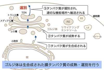 図4-1/ゴルジ体とREの役割 その1