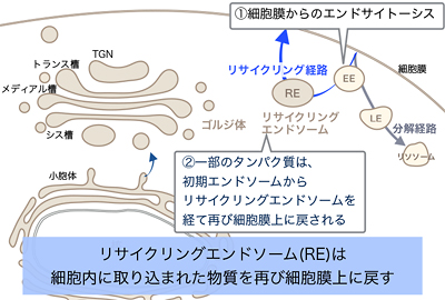 図4-2/ゴルジ体とREの役割 その2