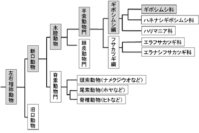 図1 /ギボシムシの系統樹(出典:化学と生物)