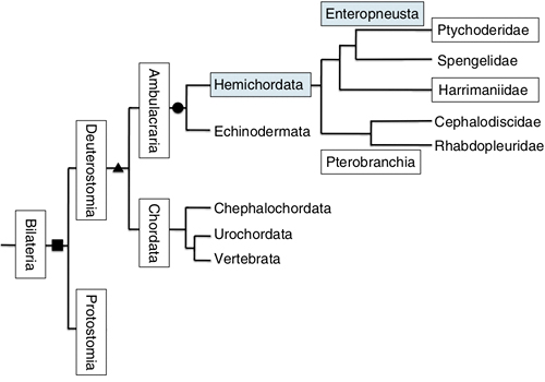 Fig. 1: Classification scheme of the hemichordates (Source: Curr. Opin. Gent. Dev. 39, 71-78, 2016)