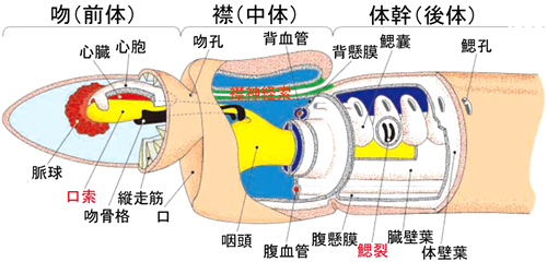 図2/ギボシムシの特徴的な体のつくり