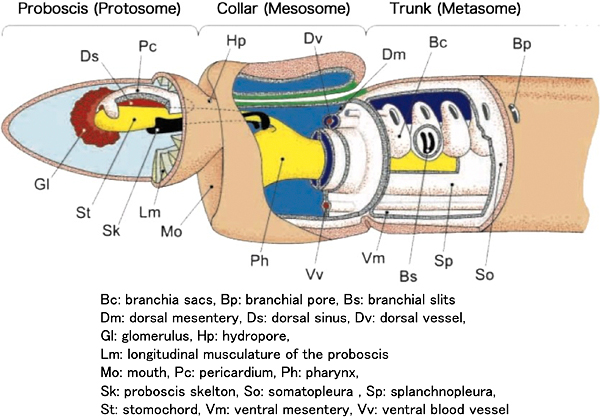 Fig. 2: Characteristic body structure of the enteropneust hemichordates (Source: Development 126, 85-95, 1999)