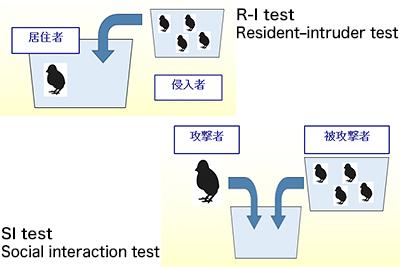 Resident–intruder test(居住者-侵入者テスト)とSocial interaction test(社会的相互作用テスト)概念図