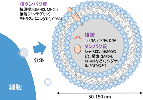 エクソソーム概念図