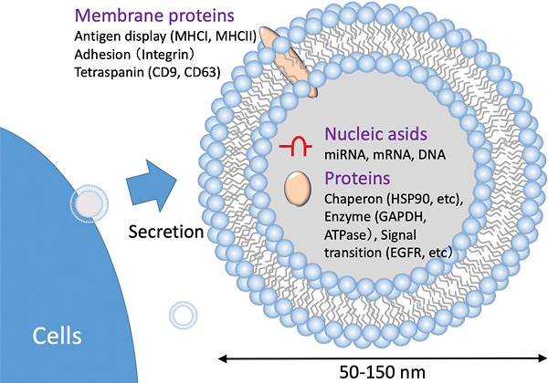 Schematic of an exosome
