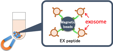 Schematic of refining exosomes using EX peptide
