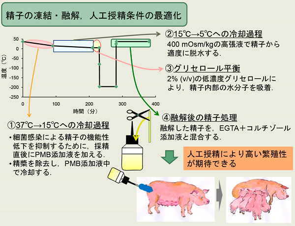 図1/凍結精液を用いた豚の人工授精技術 解説図