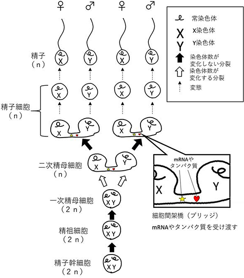 図2/精子形成過程と染色体分配の仕組み。二次精母細胞間や精子細胞間は細胞間架橋(ブリッジ)によって連結されているため、常染色体+X染色体を有する精子細胞と常染色体+Y染色体を有する精子細胞の間でメッセンジャーRNAやタンパク質が輸送された結果、精子細胞間の機能は均一化されていると考えられていた。しかし、本研究により、ブリッジ消失後と推定される時期に発現するX染色体由来遺伝子によって、X精子とY精子間に機能差が生まれることが明らかとなった。