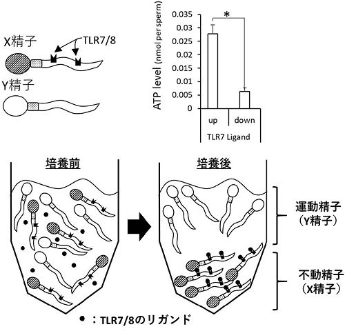 図3/TLR7とTLR8がX精子に及ぼす影響。TLR7とTLR8を刺激するリガンドを添加し、マウス精子を培養すると、TLR7とTLR8を有するX精子がATP産生の低下に伴って、下層に沈殿する(不動精子)。その一方で、TLR7とTLR8を有さないY精子は、リガンドの影響を受けず、上層で遊泳している(運動精子)。この仕組みを利用して、本研究ではTLR7とTLR8を刺激するリガンド存在下におけるX精子とY精子の分離が可能となった。