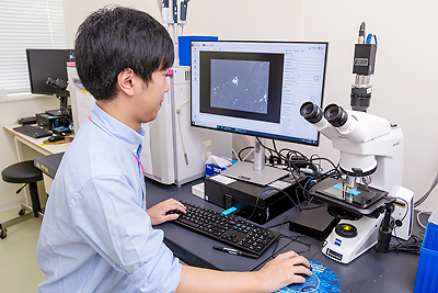 精子の蛍光顕微鏡観察