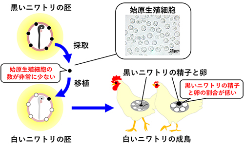 図1/1993年にニワトリで開発された始原生殖細胞の移植によって他個体の生殖巣で精子や卵を作らせる方法