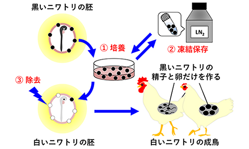 図2/中村先生が確立したニワトリ資源の保存方法