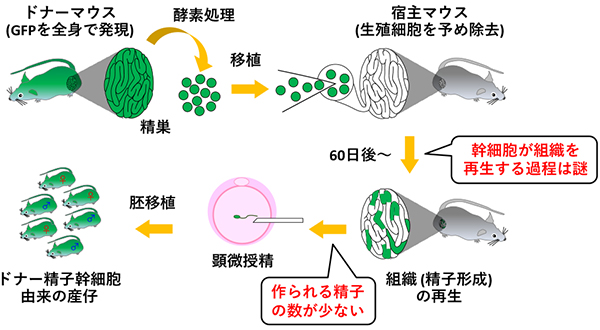 図3/1994年にマウスで開発された精子幹細胞の移植によって他個体の精巣で精子を作らせる方法