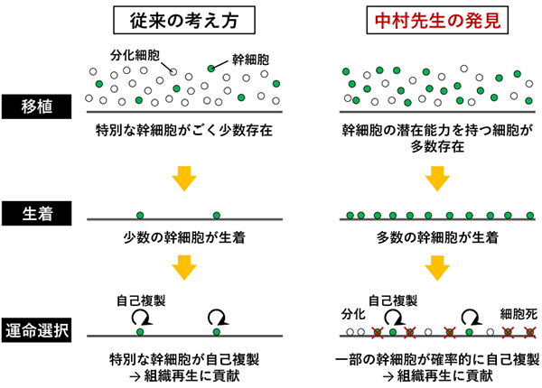 図4/中村先生が明らかにした移植された精子幹細胞の運命