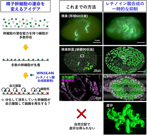 図5/精子幹細胞の運命を変えるアイデア